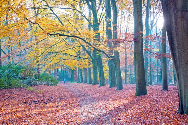 Hollanda ormanında sonbahar — Stok fotoğraf