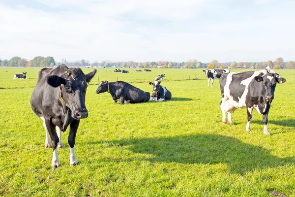 Cows in the countryside from the Netherlands — Stock Photo, Image