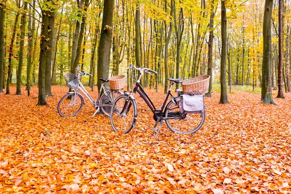 Велосипеды в лесу в Нидерландах — стоковое фото