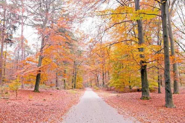Podzim v lese v Netherlandsff — Stock fotografie