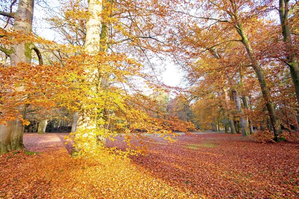 Fall in the forest in the Netherlandsff — Stock Photo, Image