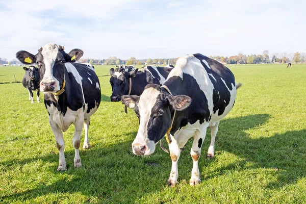 Kühe auf dem Land aus den Niederlanden — Stockfoto