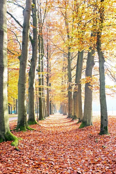 Queda na floresta nos Países Baixos — Fotografia de Stock