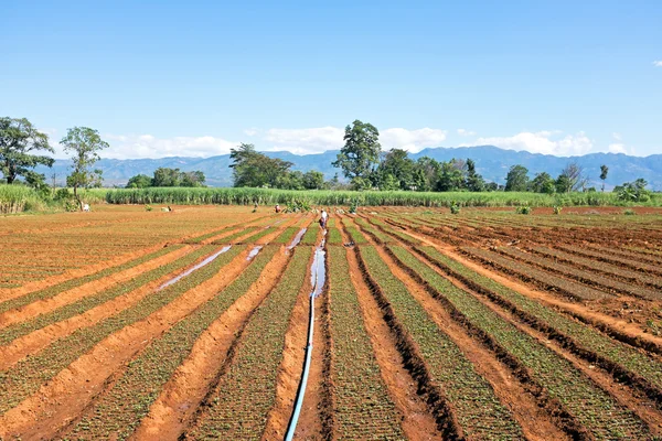 Risfält i myanmar — Stockfoto