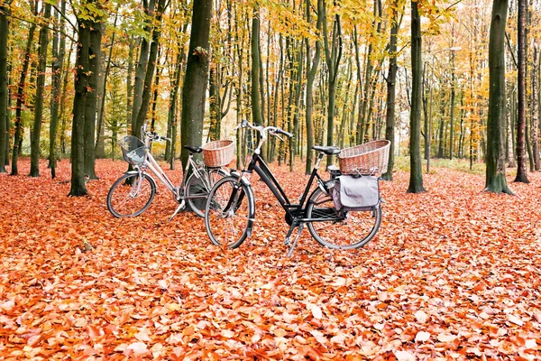 Bicicletas na floresta dos Países Baixos — Fotografia de Stock