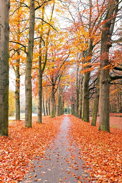 Herbst auf dem Land aus den Niederlanden — Stockfoto