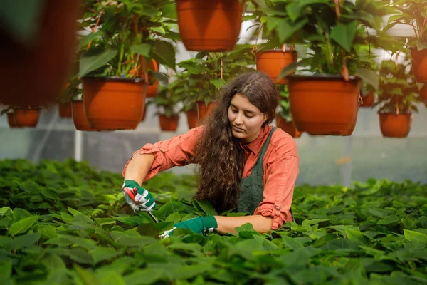 Female Gardener Long Curly Brown Hair Working Greenhouse Attractive Young — Stock Photo, Image