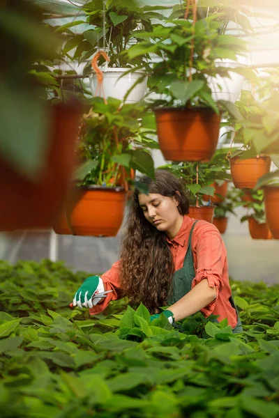Female Gardener Long Curly Brown Hair Working Greenhouse Attractive Young — Stock Photo, Image