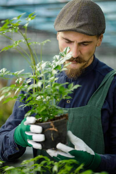 Мужчина-садовник с длинными усами работает в теплице, организуя и ухаживая за растениями и цветами. Концепция сельского хозяйства и садоводства.