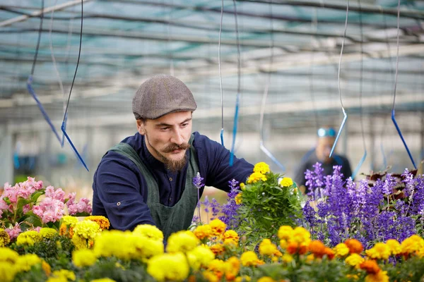 Male Gardener Long Mustache Working Greenhouse Arranging Nursing Plants Flowers — Stock Photo, Image