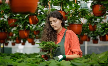 Uzun kıvırcık saçlı, serada çalışan kadın bahçıvan. Çekici genç kadın çiftçi, güneşli bir günde çiçek ve bitki ekip düzenliyor..