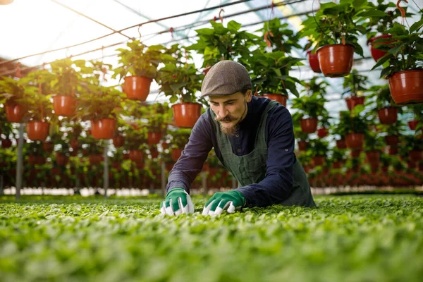 Jardineiro Masculino Com Bigode Longo Trabalhando Estufa Arranjando Amamentando Plantas — Fotografia de Stock