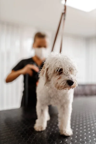 Blanco Bichon Crianza Perro Mascota Esteticista Adorable Cachorro Sentado Mesa —  Fotos de Stock