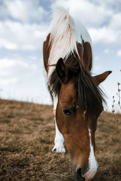 Vacker Ung Brun Och Vit Häst Äter Gräs Fäladen Utomhusporträtt — Stockfoto