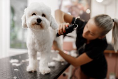 Sarışın bir evcil hayvan güzellik uzmanı ve beyaz safkan bichon. Beyaz köpek tımarı.