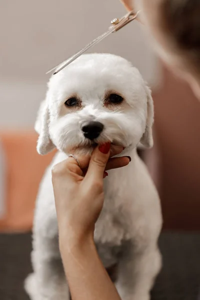 Rajattu kuva nuori blondi lemmikki kosmetologi ja valkoinen puhdasrotuinen bichon. Valkoisen koiran hoito. — kuvapankkivalokuva