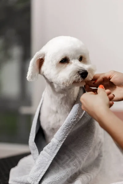 Beskåret skud af en ung blondine kæledyr kosmetolog og hvid racerene bichon. Grooming af hvid hund. - Stock-foto