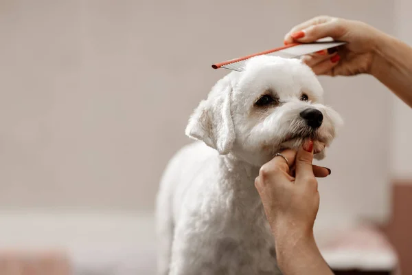 Levágott kép egy fiatal szőke háziállat kozmetikus és fehér fajtiszta bichon. Grooming fehér kutya. — Stock Fotó