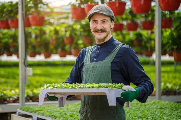 Male Gardener Long Mustache Working Greenhouse Young Man Farmer Planting — Stock Photo, Image