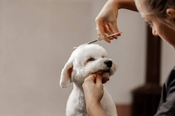 Обрезанный снимок молодого блондинистого питомца косметолога и белого чистокровного бишона. Груминг белой собаки. — стоковое фото