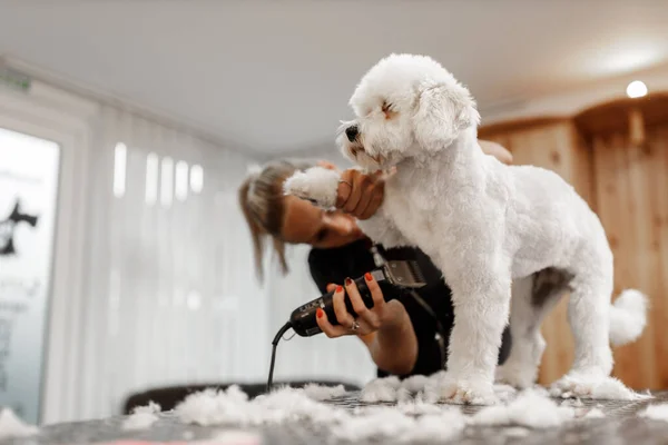 Tiro cortado de um jovem esteticista animal de estimação loira e branco bichon de raça pura. Arrumamento de cão branco. — Fotografia de Stock