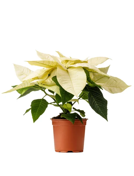 Χριστουγεννιάτικο Λουλούδι, Poinsettia σε απόλυτα λευκό φόντο. Φωτογραφία προϊόντος από το λουλούδι Euphorbia Pulcherrima. — Φωτογραφία Αρχείου