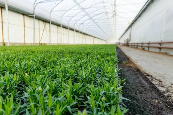 Horticulture industry concept with millions of seedlings in pots. Greenhouse for growing plants and flowers — Stock Photo, Image