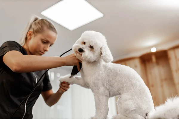 Plan recadré d'un jeune esthéticienne blonde et bichon blanc de race pure. toilettage de chien blanc. — Photo