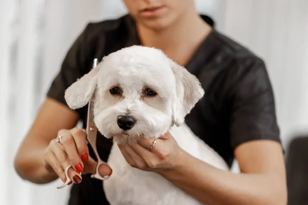 Recortado disparo de una joven mascota rubia esteticista y blanco de pura raza bichon. Aseo de perro blanco. — Foto de Stock