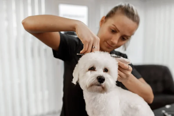 Schnappschuss einer jungen blonden Kosmetikerin und weißem reinrassigen Bichon. Pflege des weißen Hundes. — Stockfoto