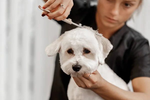 Schnappschuss einer jungen blonden Kosmetikerin und weißem reinrassigen Bichon. Pflege des weißen Hundes. — Stockfoto