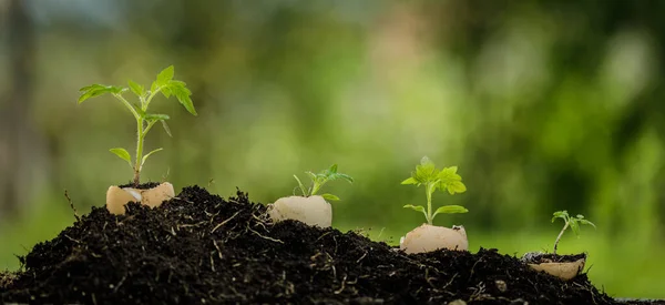 Planta joven creciendo en cáscara de huevo en el jardín — Foto de Stock