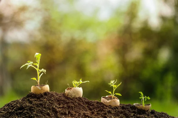 Planta joven creciendo en cáscara de huevo en el jardín — Foto de Stock