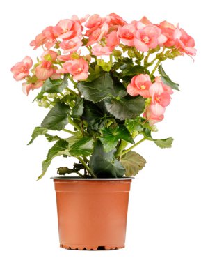 Pembe begonya çiçeği, beyaz arka planda kahverengi bir saksıda bitkidir..