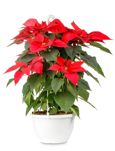 Μεμονωμένο κόκκινο λουλούδι Poinsettia σε απόλυτα λευκό φόντο. Φωτογραφία προϊόντος από το λουλούδι Euphorbia Pulcherrima. — Φωτογραφία Αρχείου