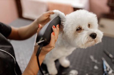 Sarışın bir evcil hayvan güzellik uzmanı ve beyaz safkan bichon. Beyaz köpek tımarı.
