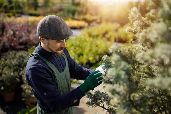 Cropped shot of a young male gardener while clipping or prune the tree in horticulture — Stock Photo, Image