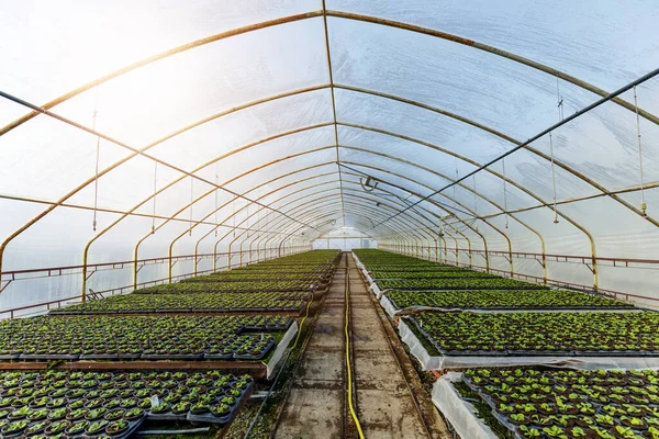 Horticulture industry concept with millions of seedlings in pots. Greenhouse for growing plants and flowers — Stock Photo, Image