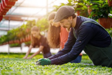 Bahçıvanlardan oluşan genç bir ekip bahçıvanlık yapıyor. Serada güneşli bir gün.
