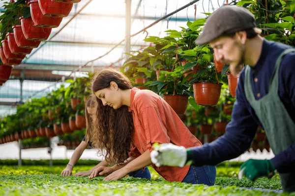 Young team of gardeners working in horticulture. Sunny day in the greenhouse. — Stock Photo, Image