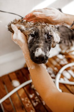 Genç, sarışın, profesyonel kuaför evcil hayvan kozmetik salonunda Alman çoban köpeğini yıkayıp temizliyor..