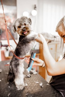 Genç sarışın profesyonel tımarcı Yorkshire köpeği ve evcil hayvanlarıyla olan işini seviyor..
