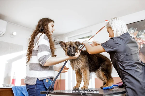 Uroczy brązowy pies cieszący się myć i strzyc, ale jest nieśmiały, więc jego właściciel pomaga młodemu blong profesjonalny opiekun. — Zdjęcie stockowe