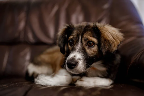 Cão adorável deitado no sofá th e ele está wainting para o groomer profissional. — Fotografia de Stock