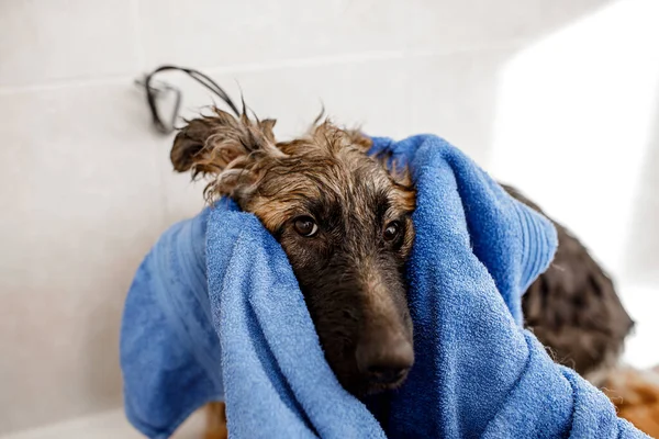 Jovem loiro profissional groomer lavar e limpar o cão pastor alemão no salão cosmetisc animal de estimação. — Fotografia de Stock