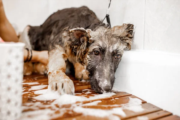 Jovem loiro profissional groomer lavar e limpar o cão pastor alemão no salão cosmetisc animal de estimação. — Fotografia de Stock