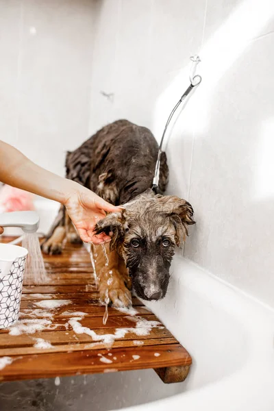 Cão Marrom Adorável Desfrutando Lavagem Backrub Durante Aliciamento Profissional Salão — Fotografia de Stock