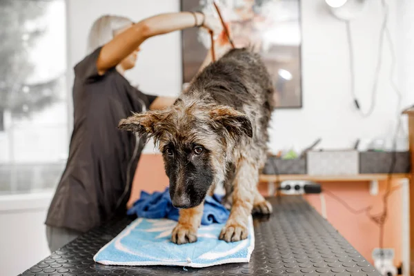 Uroczy Brązowy Pies Korzystający Mycia Masażu Pleców Podczas Profesjonalnego Uwodzenia — Zdjęcie stockowe