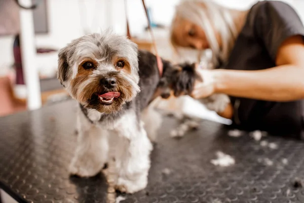 Professionelle Junge Blondine Liebt Ihren Job Die Arbeit Mit Hunden — Stockfoto