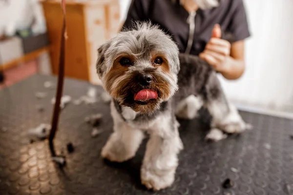 Profissional Jovem Loiro Groomer Amo Seu Trabalho Trabalhar Com Cães — Fotografia de Stock